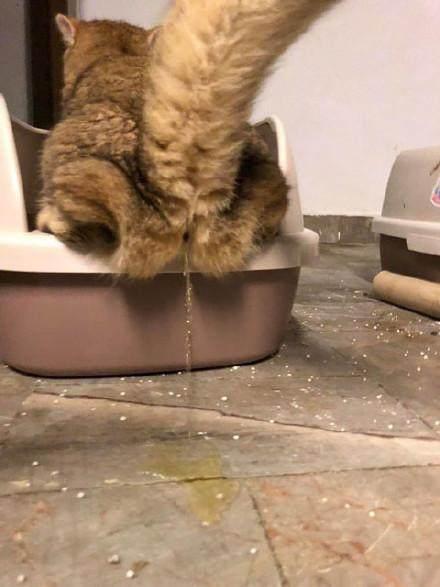 网友总觉家里每天尿骚骚的, 直到他有天回家, 开门看到这画面