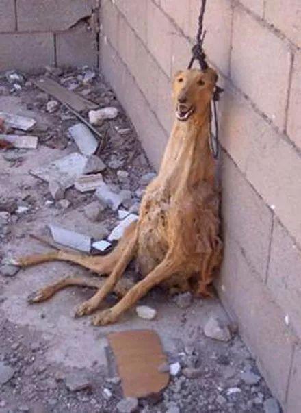 干活越卖力,却死得越快,它们是世界上最悲惨的狗