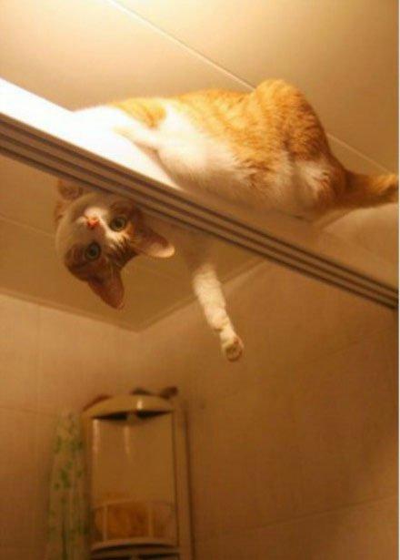 猫星人有个怪癖,偷看别人洗澡!