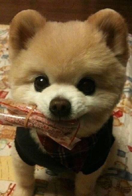 日本第一网红狗俊介,愿回汪星的你一切都好