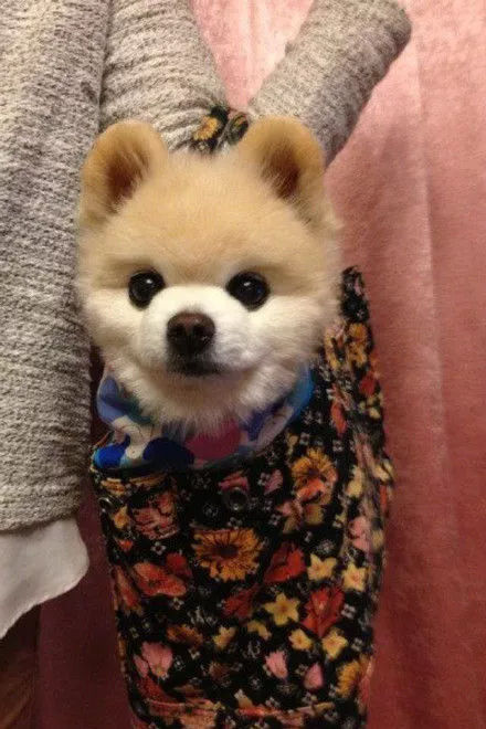 俊介走了但俊介们还在