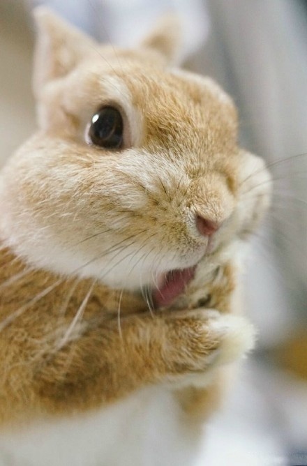 换个口味吧!吸只兔子!吐舌头卖萌太犯规啦!