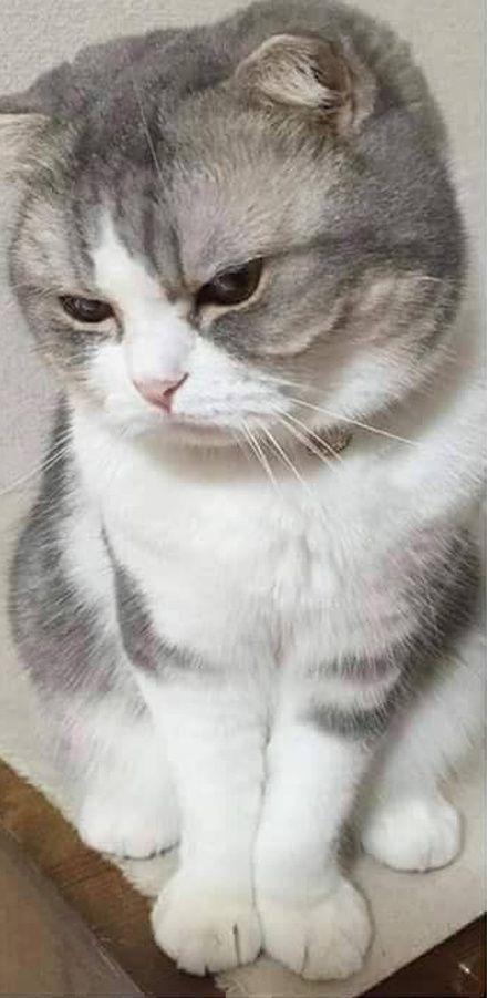 猫这是怎么啦!好伤心的一张脸!