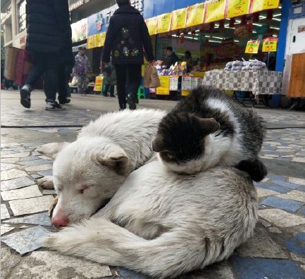 双目失明的狗狗与猫在街头流浪,猫咪:你帮我,我就当你的眼睛!