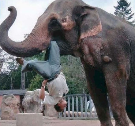 大象一下子冲进人群甩人,得知原因后,游客纷纷摇头