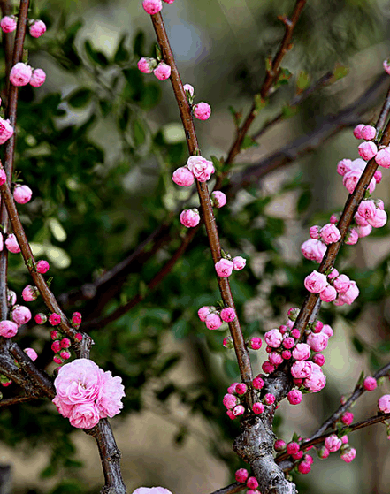 博经堂: 八字看什么时候走桃花运, 月干合化太岁的命主, 从八字月柱