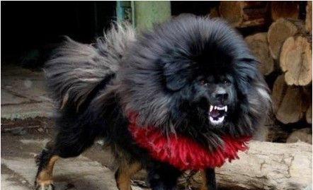 这类原来各处可见的亚种藏獒成为了罕见种类,并付与了一个名字,"鬼獒"