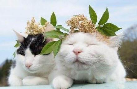 带着花环的猫咪一脸享受的样子,主人:睁眼!