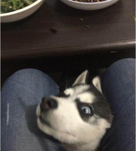 听说哈士奇就算带出去买菜都要夹住头,夹头杀专治二哈!