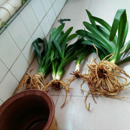 君子兰换盆的时候真的需要洗根吗，洗的真干净啊