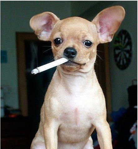 搞笑图片:大姐为接梨把手机掉水里