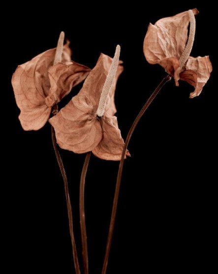 心理测试: 3束枯萎的花, 你心疼哪束? 测你晚年是不是劳碌命!