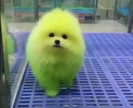 小狗被染成荧光绿色,你绝对不知道的秘密