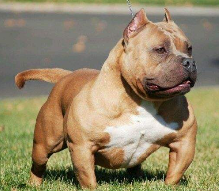 网友晒出自己养的恶霸犬,网友评论:这不叫恶霸犬,应该叫恶霸猪