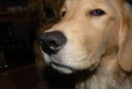 家中宠物狗表情大集合,看玩我觉得它是只狗精