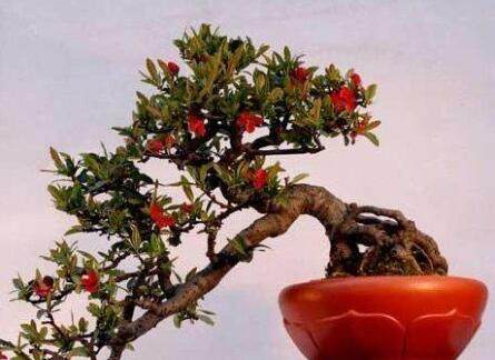 枣树盆景如何制作 制作枣树盆景的方法