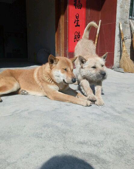 土狗霸王终于繁殖成功了第一胎出生期待长大的样子