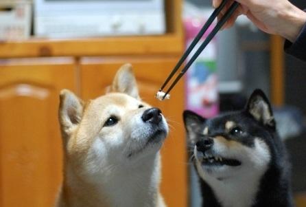 喂两只柴柴吃饭,说好的一狗一口,黑柴你有点过份哟|过份|吃饭|不可_新