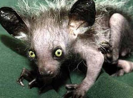 世界上最丑的五种动物第四种小时候很可爱长大后丑陋无比