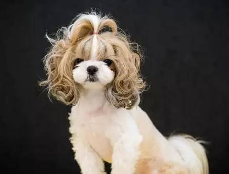 西施犬:一个集美貌和个性于一生的萌狗子