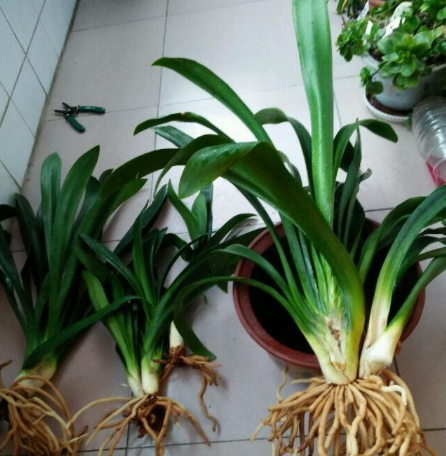 君子兰换盆的时候真的需要洗根吗洗的真干净啊