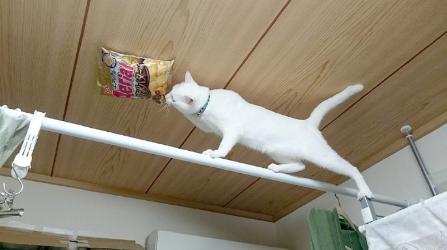 偷吃零食的猫咪,主人心里是崩溃的!