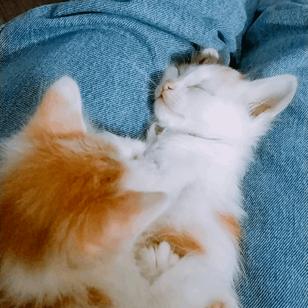 447_447gif 动态图 动图