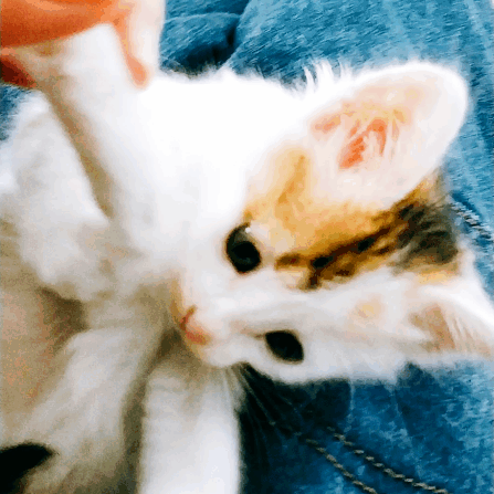 447_447gif 动态图 动图