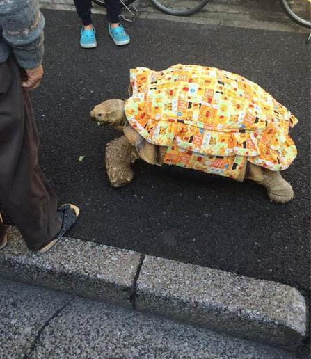 遛狗遛猫都已经不稀奇大爷牵着巨型乌龟遛你见过吗