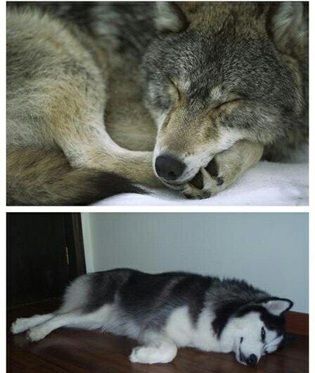 哈士奇混入狼群,在狼群"称王",不久做奶爸?