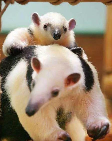 又会卖萌又会武功,萌物食蚁兽宝宝可爱到爆