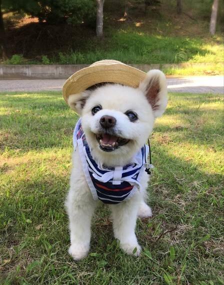 宠物的微笑能带来阳光和迷一般的笑声你感受的到吗