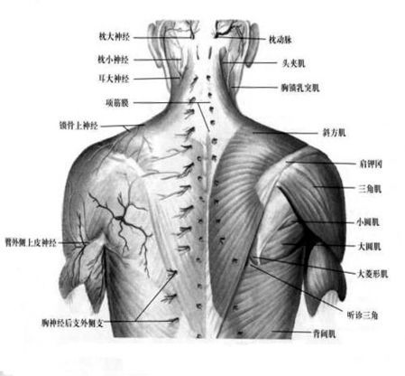 颈椎病的位置示意图图片