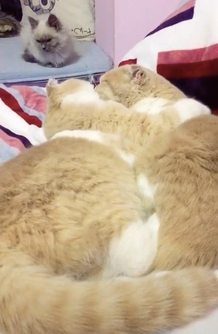两只胖橘猫躺在床上秀恩爱,隔壁小黑反应绝了:这猫粮,我拒绝