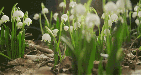 除了不停种草,你的人生种过树了吗?去森林吸氧 一棵树的自白