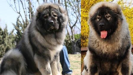 高加索犬能长多高?这些饲养技巧铲屎官们需要要知道