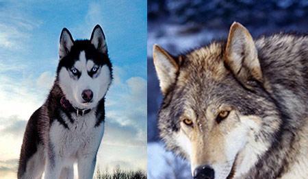 哈士奇和狼相似度高达99.9%, 这样对比一眼就能分辨
