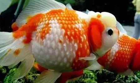 如何在你的鱼缸中养出最适合金鱼生长的最佳水质