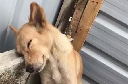 狗子困到不行,却总是站着睡!直到看到它的身体下方我才恍然大悟