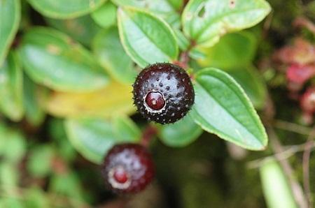 我们不知道这种野果叫什么名字,只是每次吃完嘴里都会是黑黑的,所以