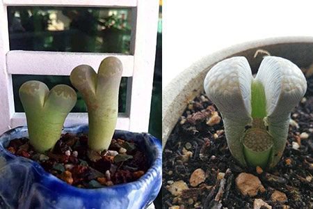生石花徒长怎么解决?用这几个小窍门让你轻松解决