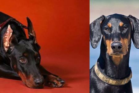 拳师犬与杜宾哪个好看都是剪耳气质却不同