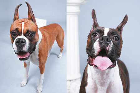 拳师犬好养吗注意这些新手就能养好