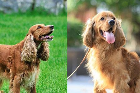 美国可卡犬你真的会养吗 务必要经常梳理毛发|_新浪新闻