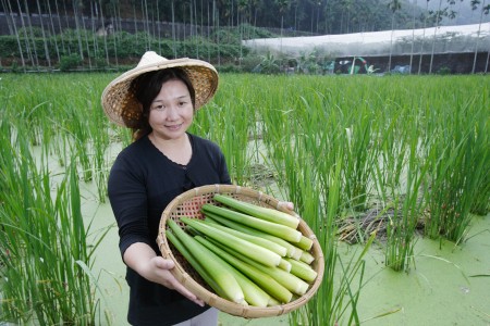 10个就9个认错|蔬菜|茭白|水稻_新浪新闻