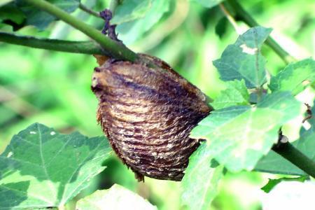 尿床|虫|蛸_新浪网