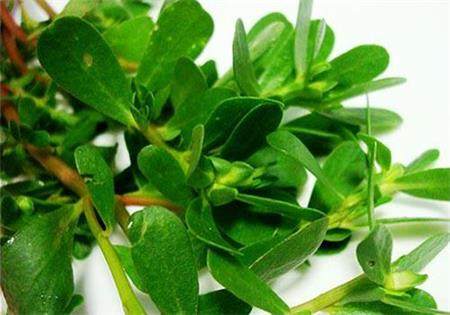 用马齿苋洗头能让白发变黑吗这个小妙招不错