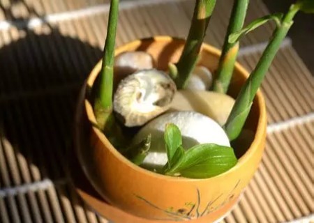 家庭自制盆景 水培生姜盆景的方法