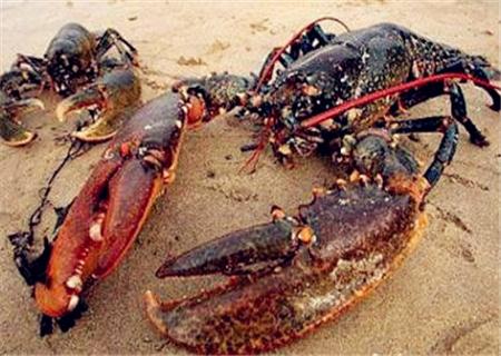 2018年大龙虾多少钱一斤?10斤重的要多少钱?