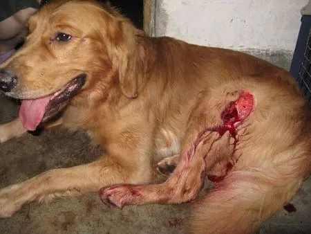 小偷入室盗窃被狗狗咬伤,小偷竟"反咬一口"要求主人赔偿!